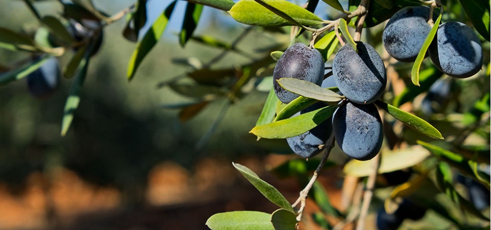 Çukurova'nın Eşsiz <br /> Zeytin Tarlalarından